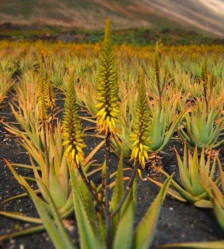 aloe vera